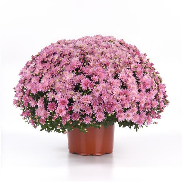 Garden Mum Other Axios Light Pink - Container
