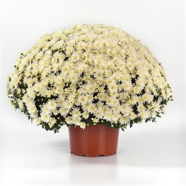 Garden Mum Other Axios White - Container