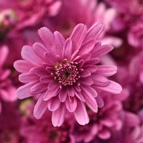 Garden Mum Other Axios Pink - Bloom