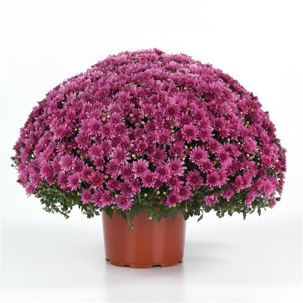 Garden Mum Other Axios Pink - Container