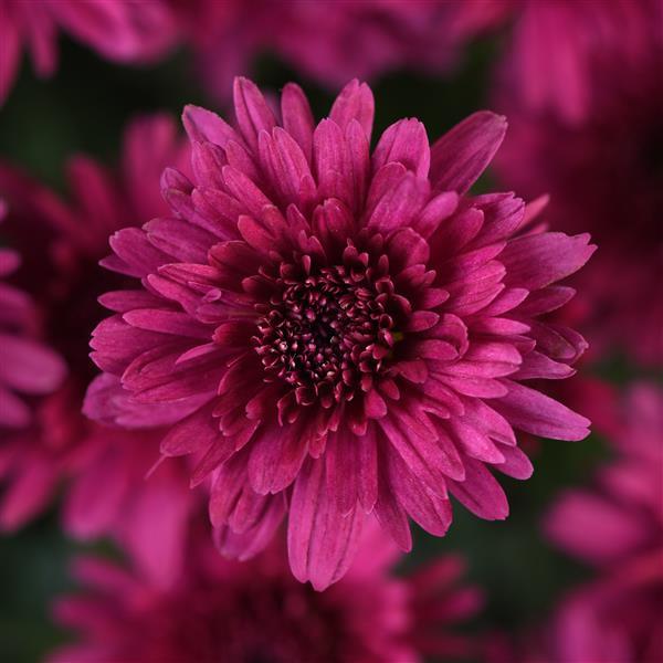 Garden Mum Other Axios Purple - Bloom