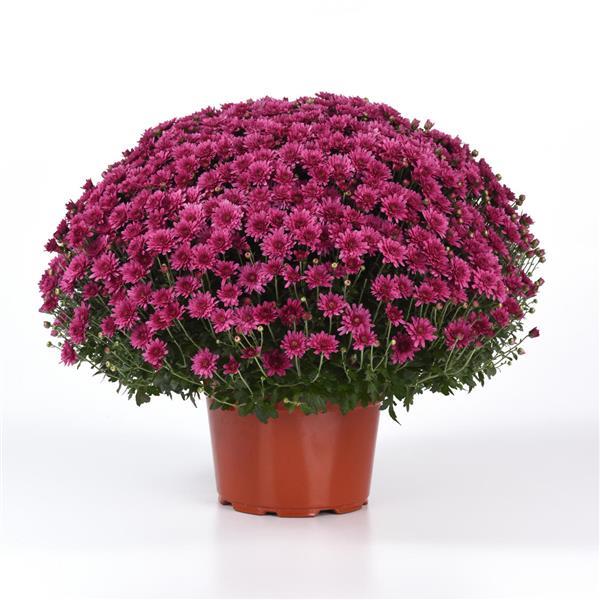 Garden Mum Other Axios Purple - Container