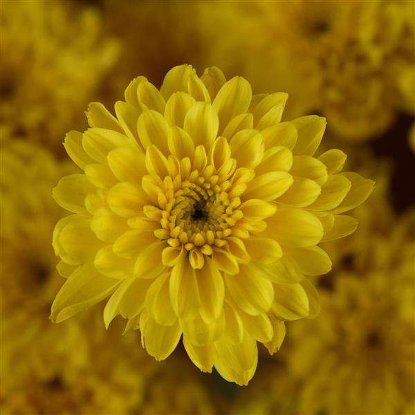 Garden Mum Other Cyclone Yellow - Bloom