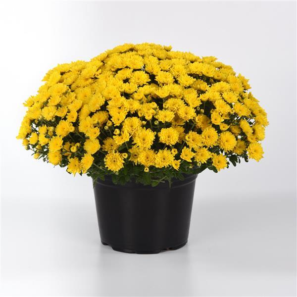 Garden Mum Other Cyclone Yellow - Container