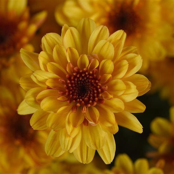 Garden Mum Other Cyclone Golden Yellow - Bloom