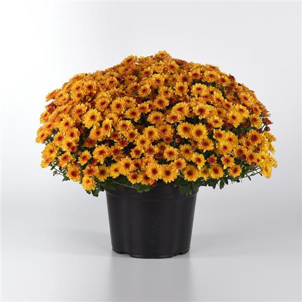 Garden Mum Other Cyclone Golden Yellow - Container