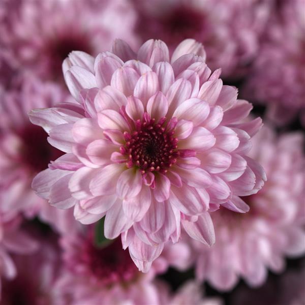 Garden Mum Other Cyclone Light Pink - Bloom