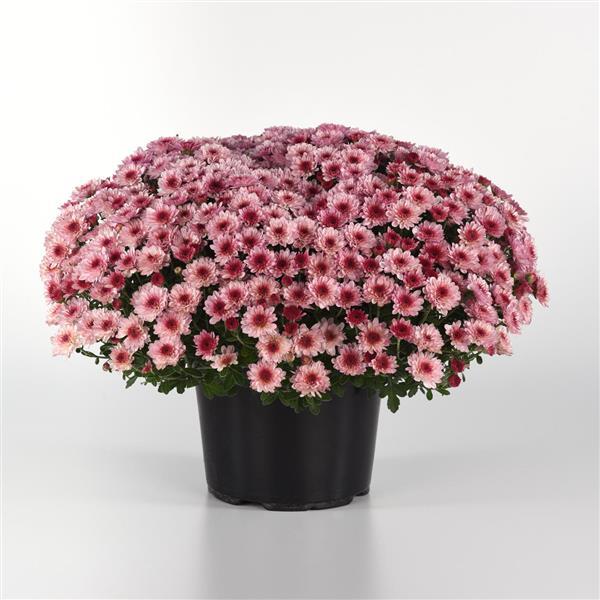 Garden Mum Other Cyclone Light Pink - Container