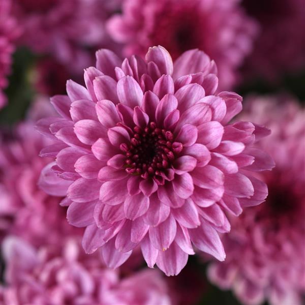 Garden Mum Other Cyclone Pink - Bloom