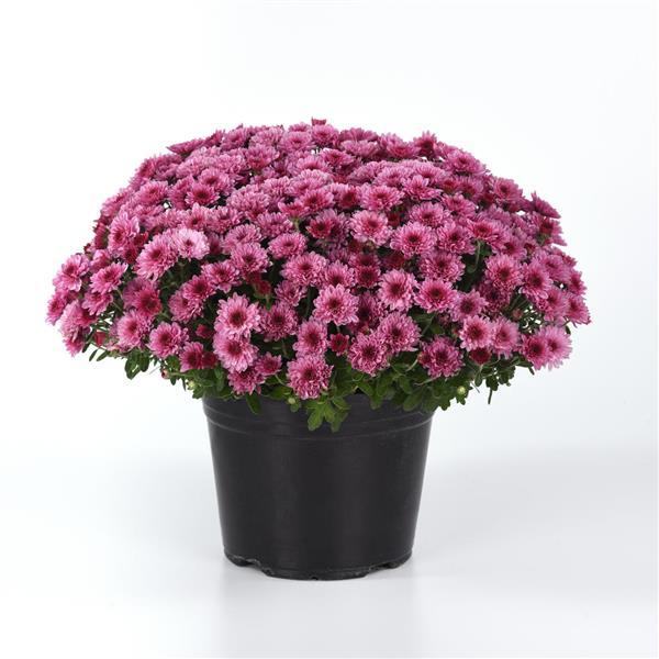 Garden Mum Other Cyclone Pink - Container