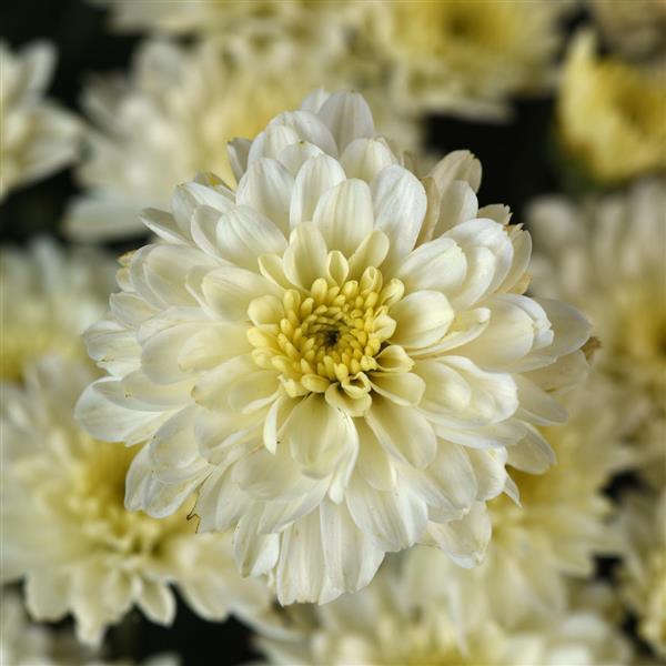 Garden Mum Other Cyclone White - Bloom