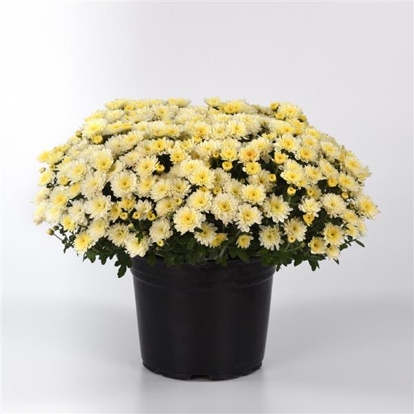 Garden Mum Other Cyclone White - Container
