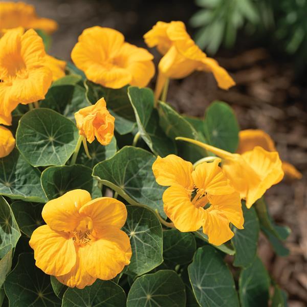Nasturtium Baby Gold - Bloom
