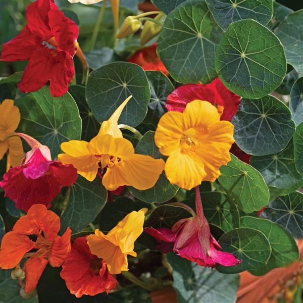 Nasturtium Baby Formula Mix - Bloom