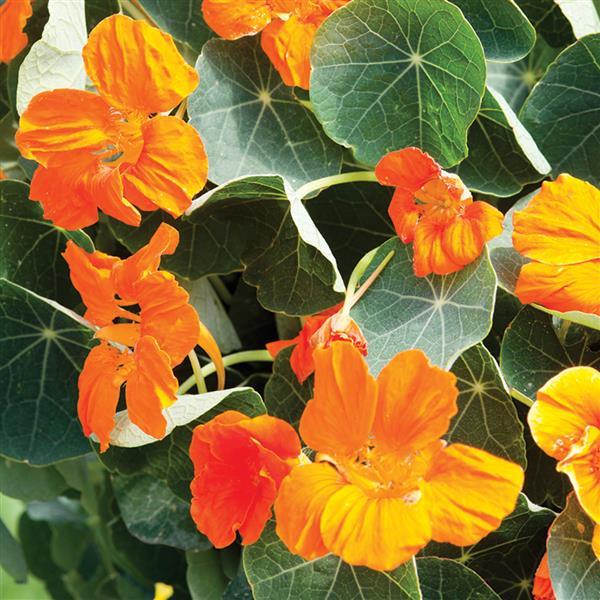 Nasturtium Baby Orange - Bloom