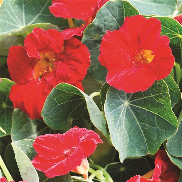Nasturtium Baby Red - Bloom