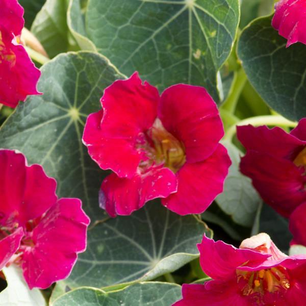Nasturtium Baby Rose - Bloom