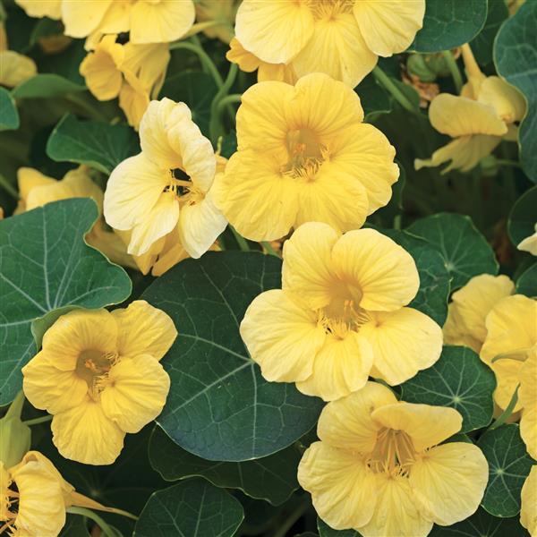 Nasturtium Baby Yellow - Bloom