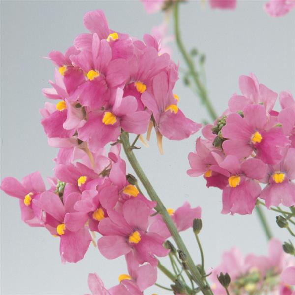 PLANT NAME Bloom