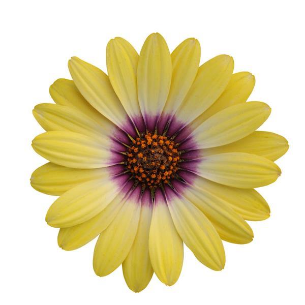 PLANT NAME Bloom