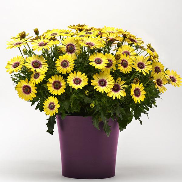 PLANT NAME Container