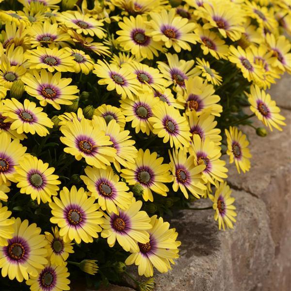 PLANT NAME Landscape