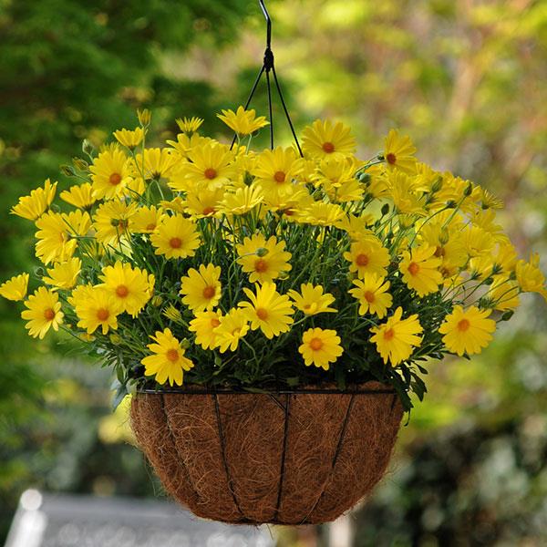 PLANT NAME Basket