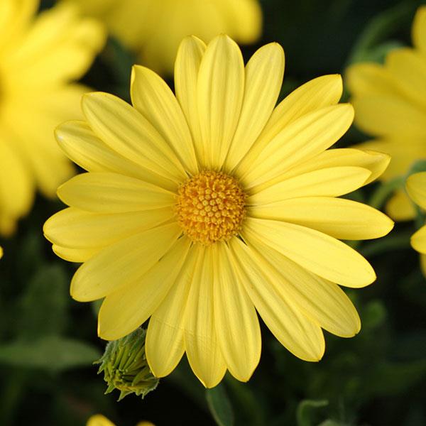 PLANT NAME Bloom