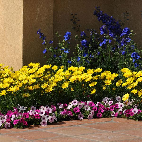 PLANT NAME Landscape