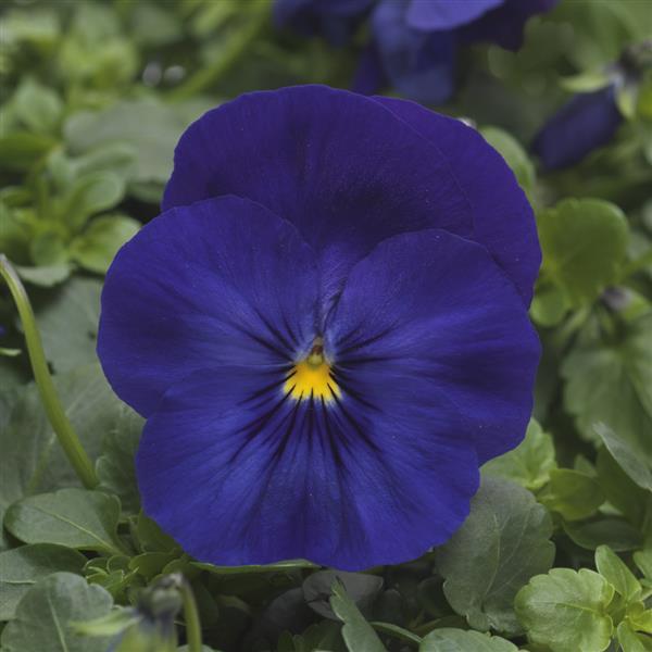 Spreading Pansy Cool Wave® Blue - Bloom