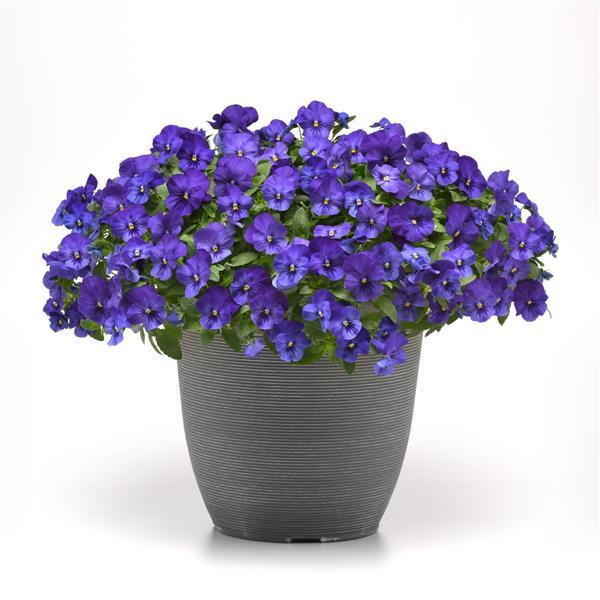 Spreading Pansy Cool Wave Blue - Container