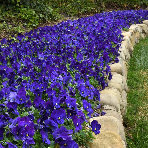 Spreading Pansy Cool Wave Blue - Landscape