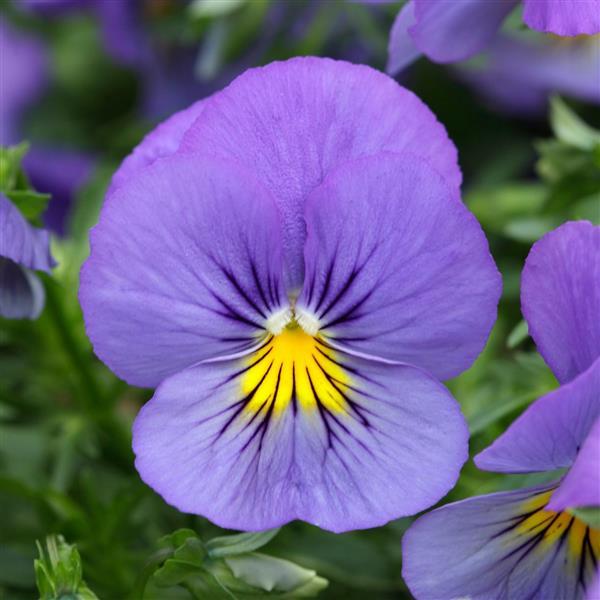 Spreading Pansy Cool Wave® Blue Skies - Bloom