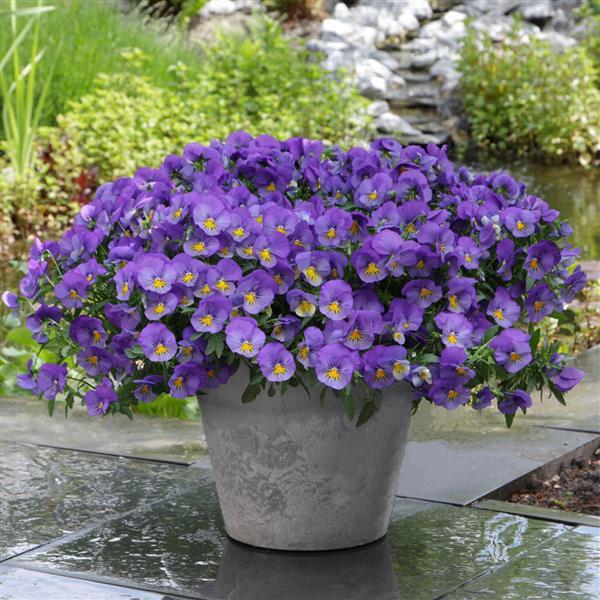 Spreading Pansy Cool Wave Blue Skies - Container