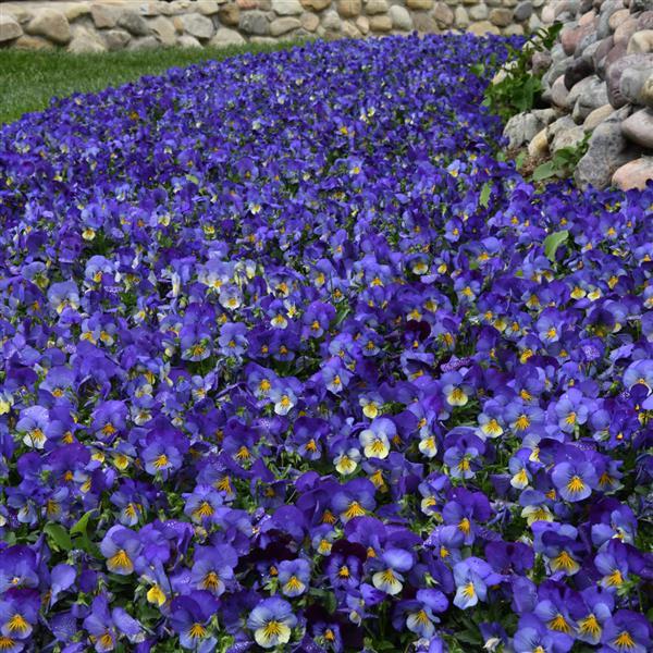 Spreading Pansy Cool Wave Blue Skies - Landscape