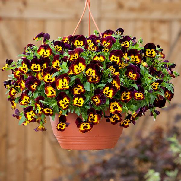 Spreading Pansy Cool Wave Fire - Basket