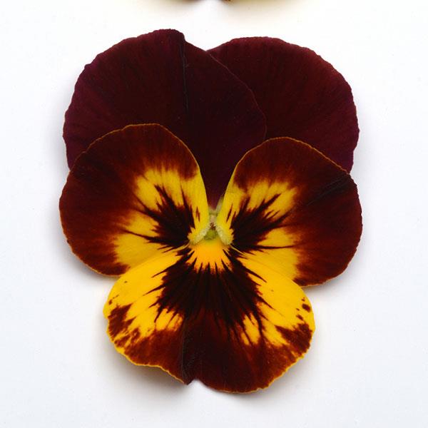 Spreading Pansy Cool Wave® Fire - Bloom