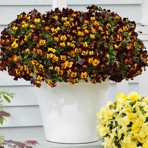 Spreading Pansy Cool Wave Fire - Container
