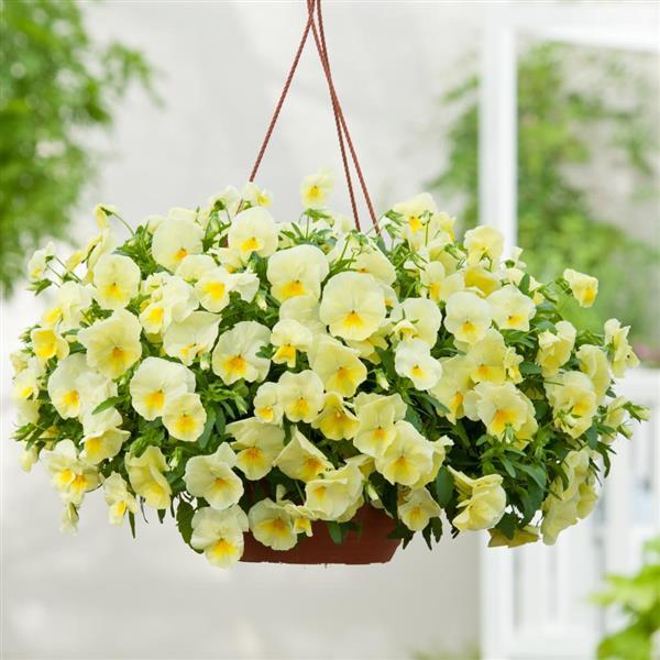 Spreading Pansy Cool Wave Lemon - Basket