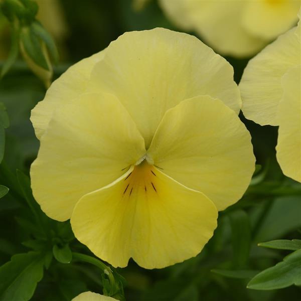 Spreading Pansy Cool Wave® Lemon - Bloom
