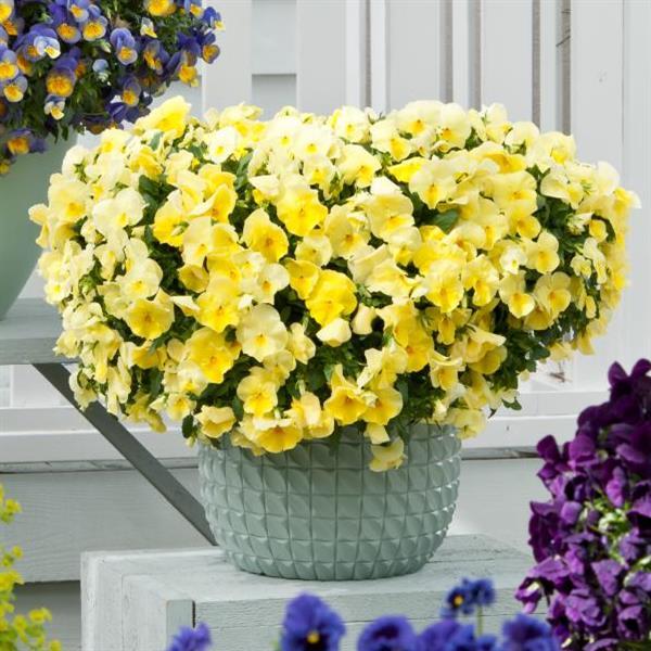 Spreading Pansy Cool Wave Lemon - Container
