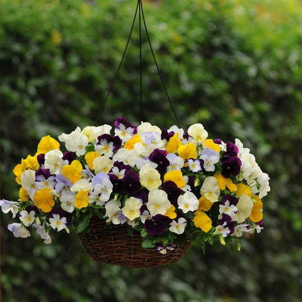 Spreading Pansy Cool Wave Mixture - Basket