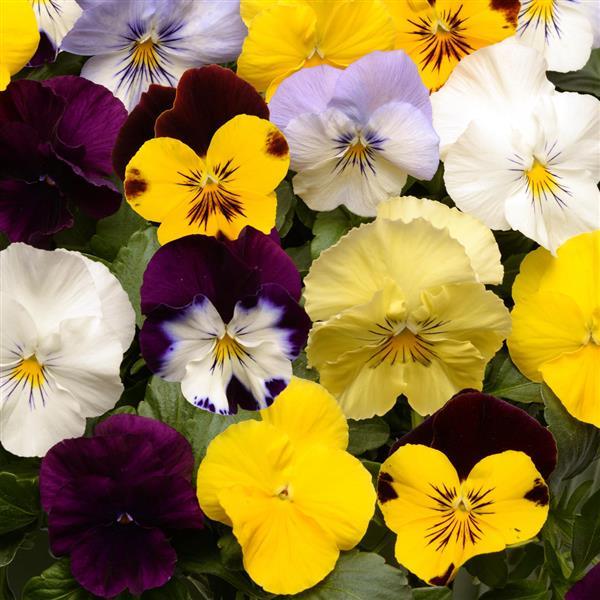 Spreading Pansy Cool Wave® Mixture - Bloom