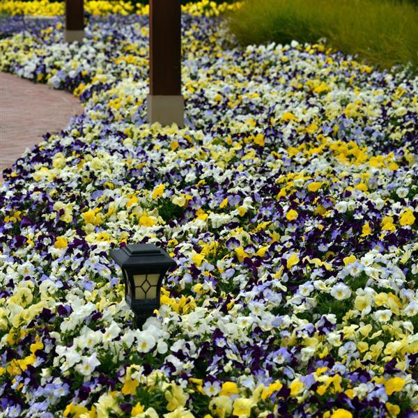 Spreading Pansy Cool Wave Mixture