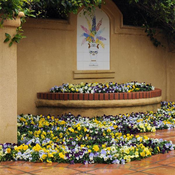 Spreading Pansy Cool Wave Mixture - Commercial Landscape 2