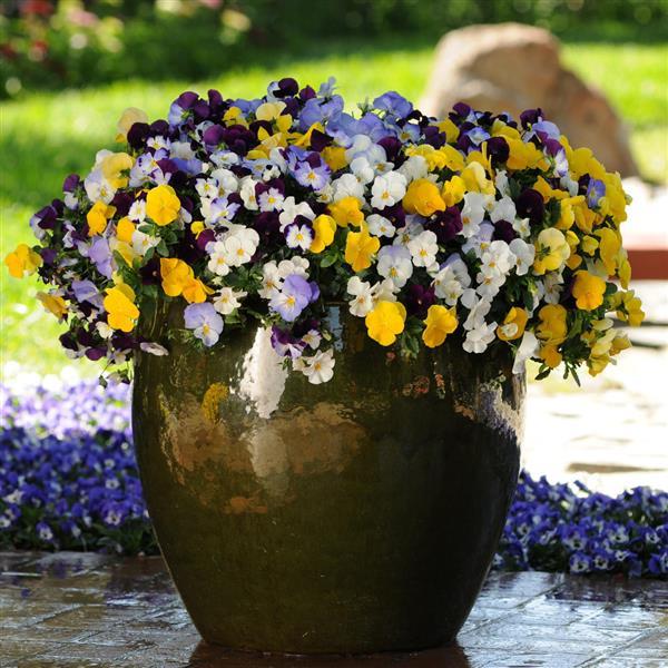 Spreading Pansy Cool Wave Mixture - Container