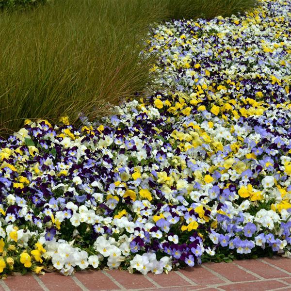 Spreading Pansy Cool Wave Mixture - Landscape