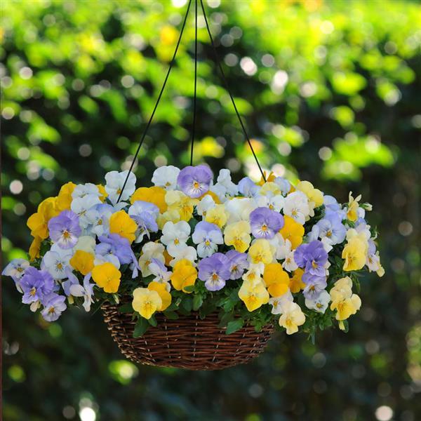 Spreading Pansy Cool Wave Pastel Mixture - Basket