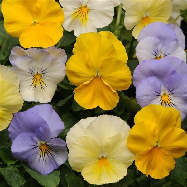 Spreading Pansy Cool Wave® Pastel Mixture - Bloom