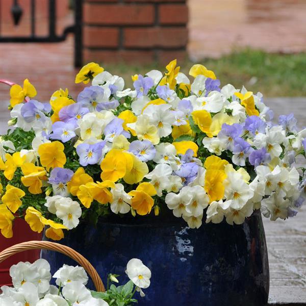 Spreading Pansy Cool Wave Pastel Mixture - Container
